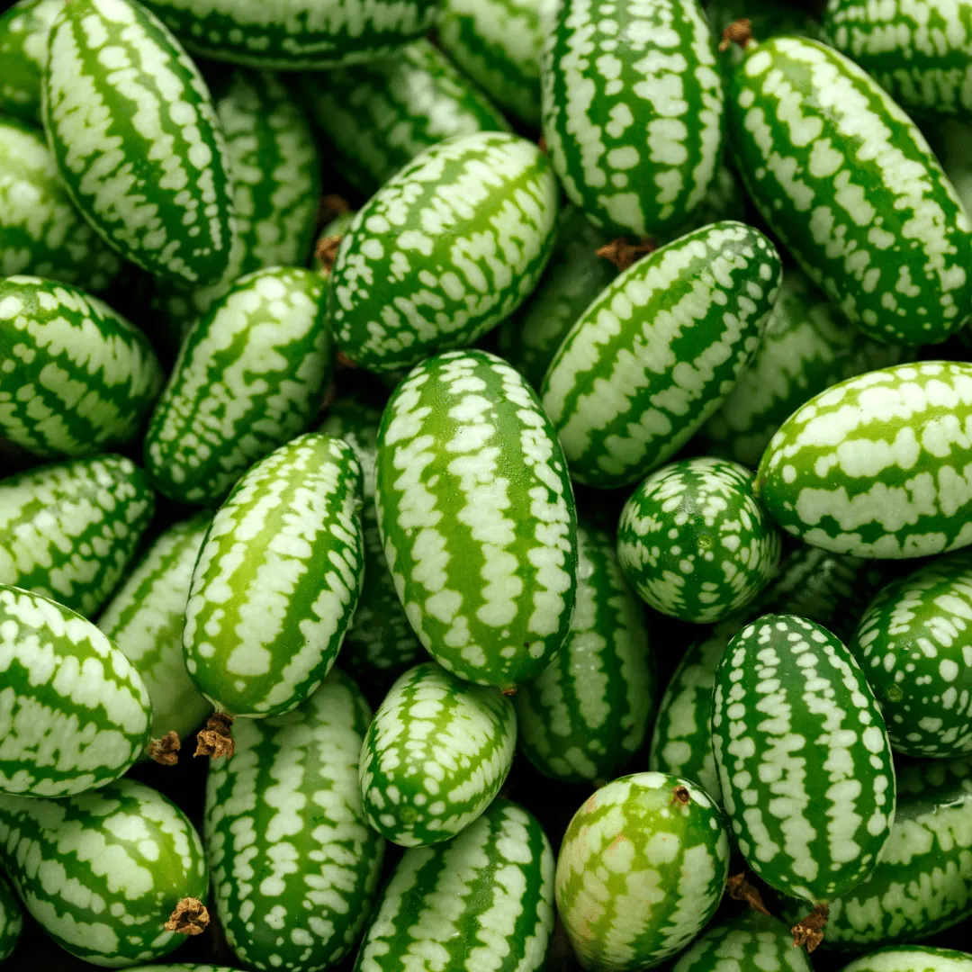 Cucamelon Seeds | West Coast Seeds