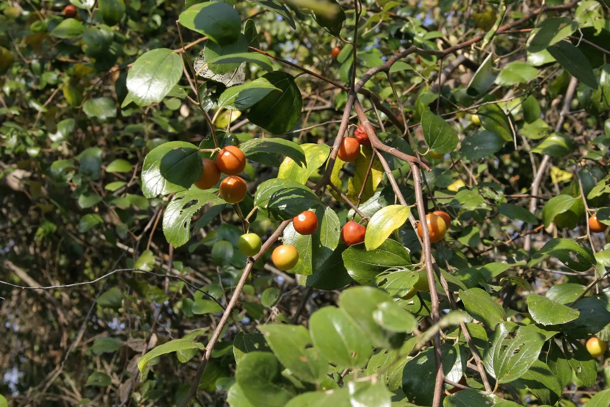 Indian Jujube Ziziphus mauritiana 10 Seeds  USA Company