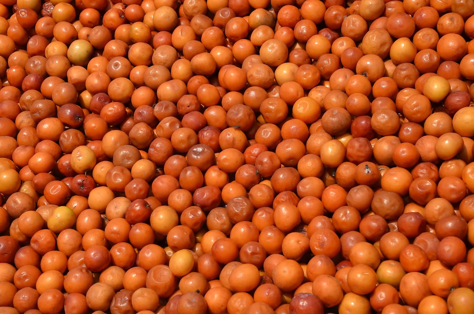 Indian Jujube Ziziphus mauritiana 10 Seeds  USA Company