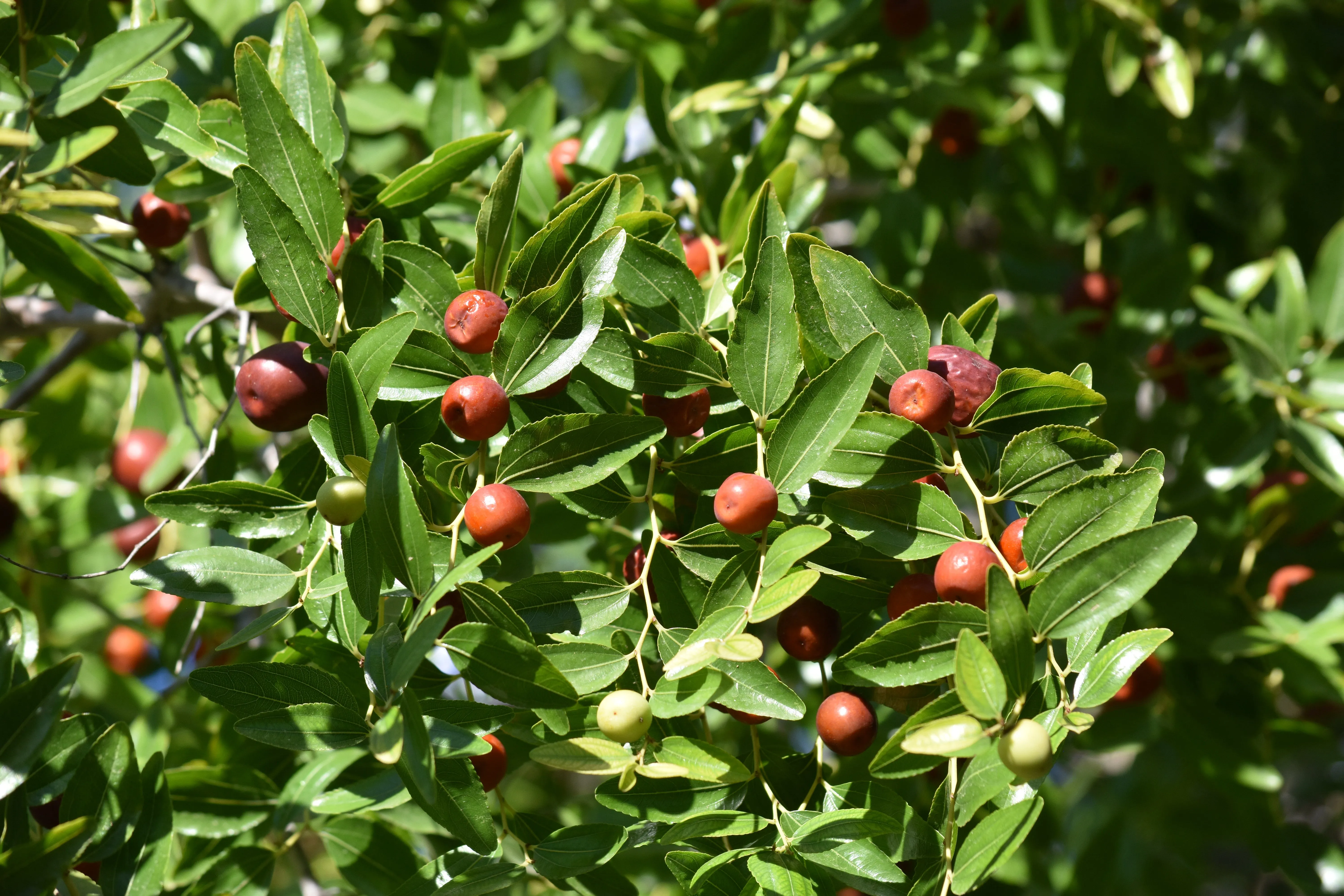 Jujube  Chinese Date  Ziziphus Jujuba  20 Seeds  USA Company