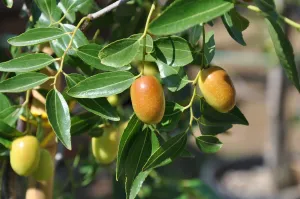 Jujube  Chinese Date  Ziziphus Jujuba  20 Seeds  USA Company